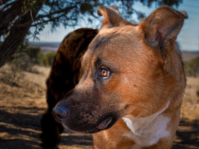 JACK, Adoptable, Young Male Mixed Breed.
