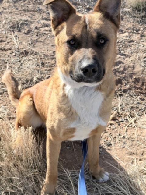 Enlarge JACK, a Adoptable Mixed Breed in Santa Fe, NM image 2/3