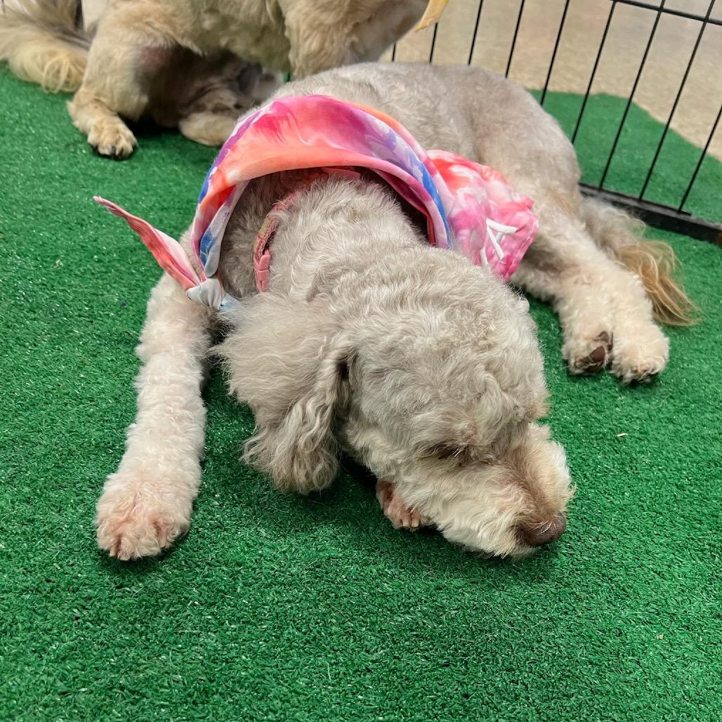 Nova, Adoptable, Adult Female Miniature Poodle.