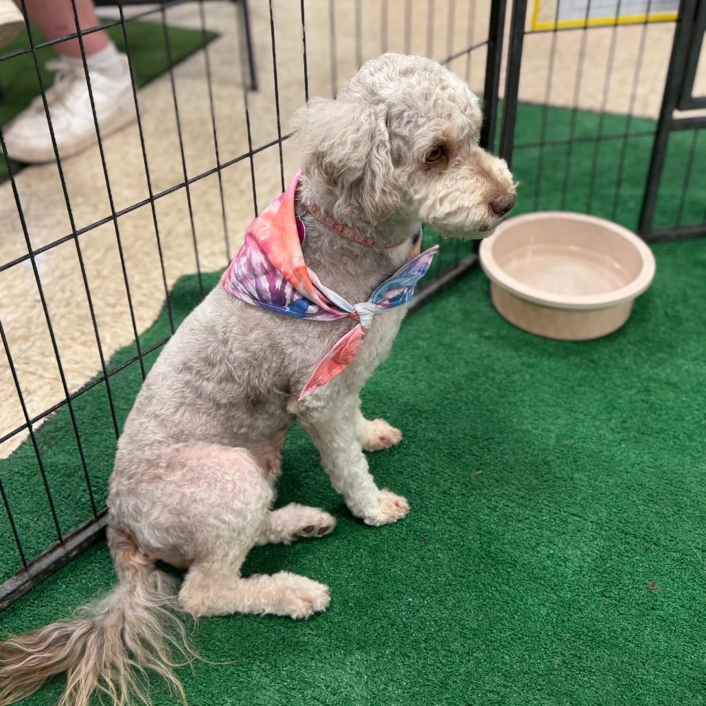 Enlarge Nova, a Adoptable Miniature Poodle in Phoenix, AZ image 2/6
