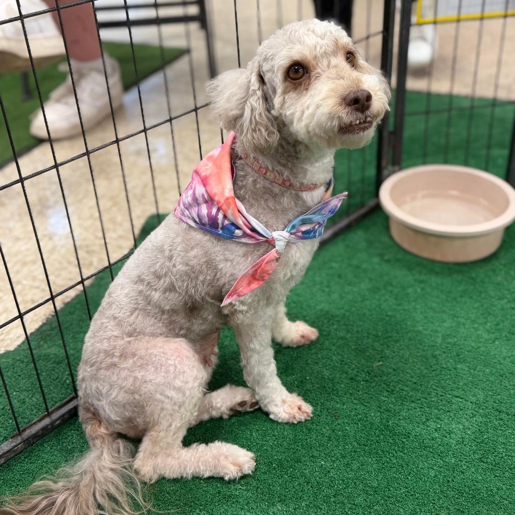 Enlarge Nova, a Adoptable Miniature Poodle in Phoenix, AZ image 3/6
