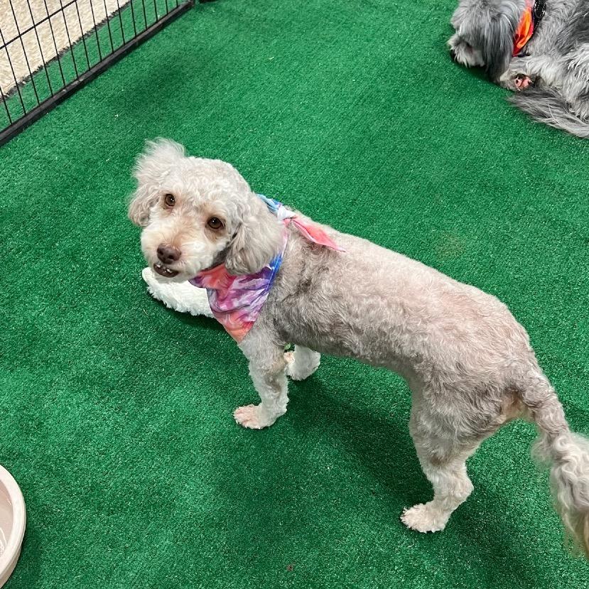 Enlarge Nova, a Adoptable Miniature Poodle in Phoenix, AZ image 4/6