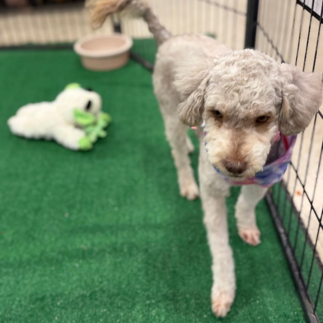 Enlarge Nova, a Adoptable Miniature Poodle in Phoenix, AZ image 5/6