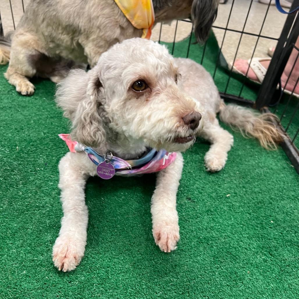 Enlarge Nova, a Adoptable Miniature Poodle in Phoenix, AZ image 6/6