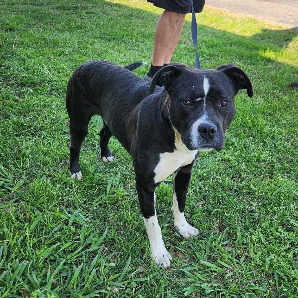 Lucky, a Adoptable mixed breed image 1/6