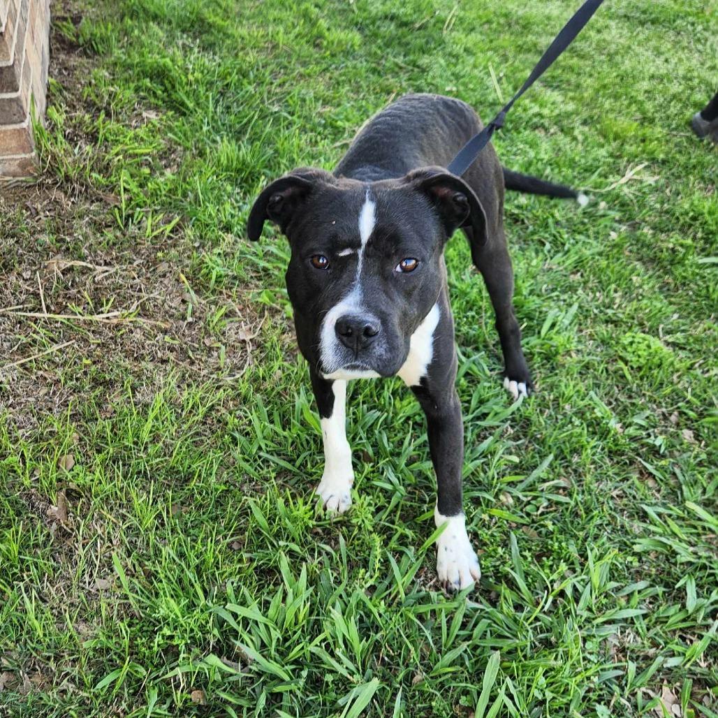 Lucky, a Adoptable mixed breed image 2/6