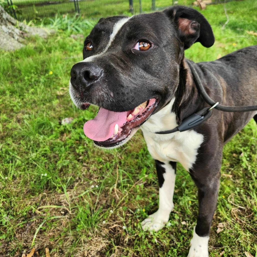 Lucky, a Adoptable mixed breed image 3/6