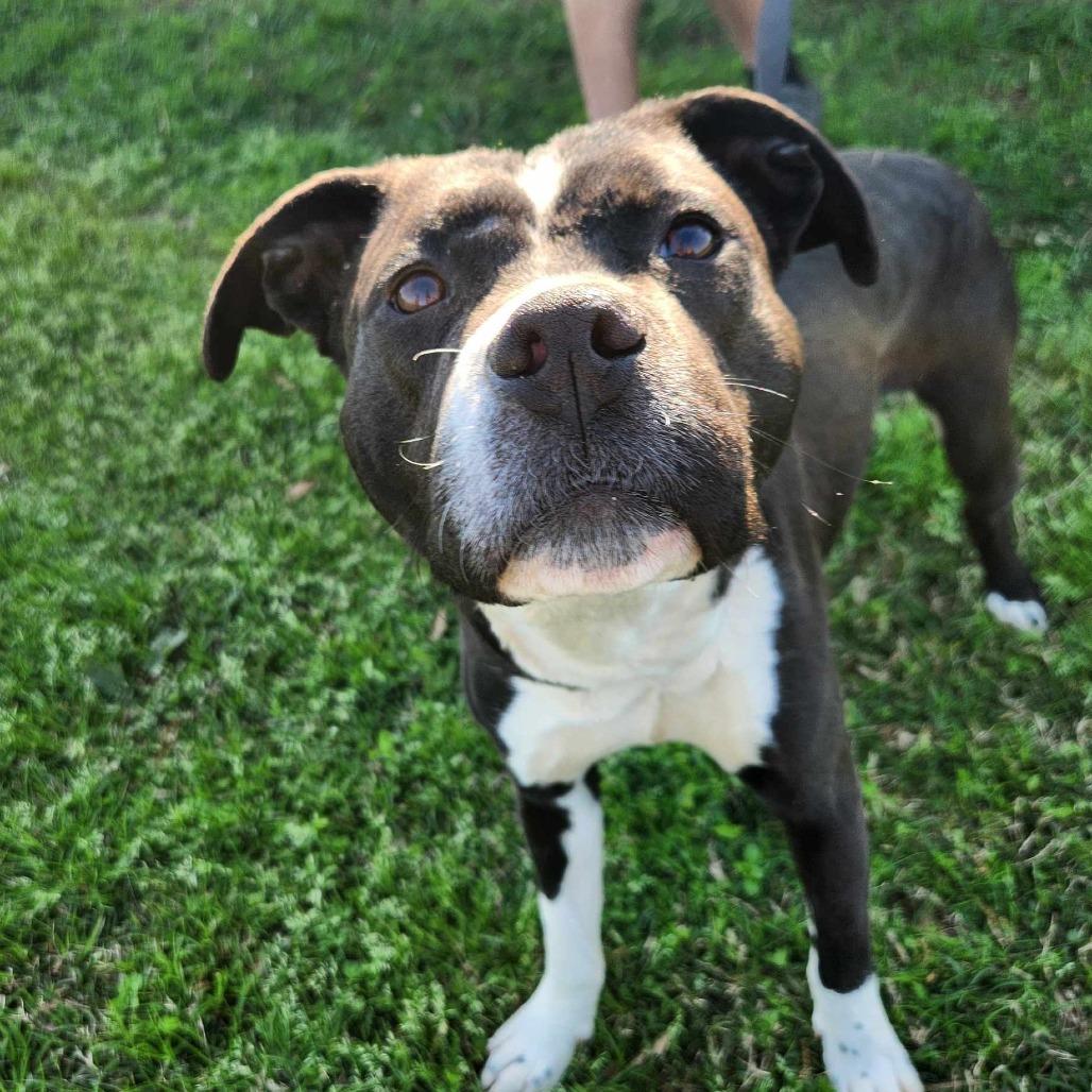 Lucky, a Adoptable mixed breed image 4/6