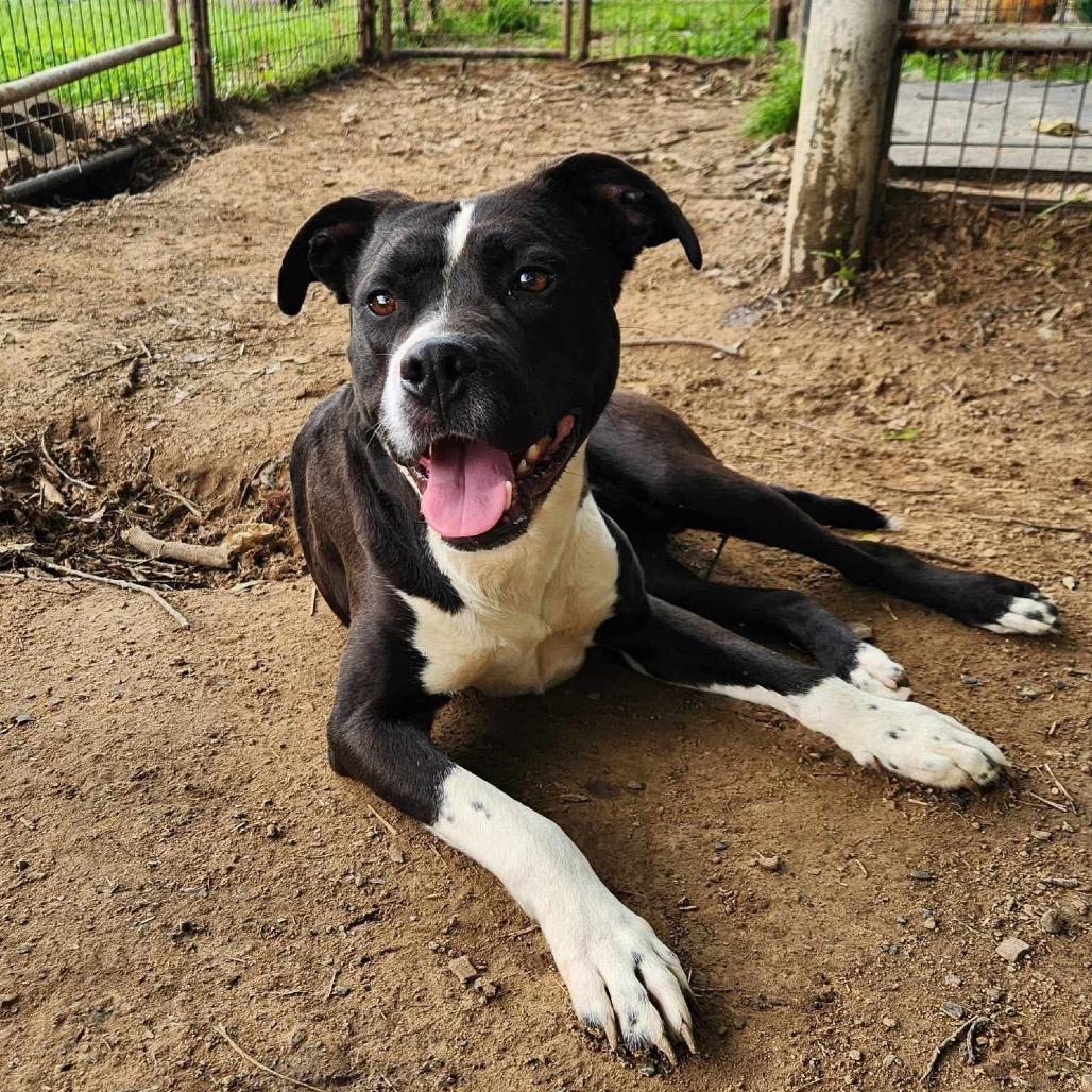 Lucky, a Adoptable mixed breed image 5/6