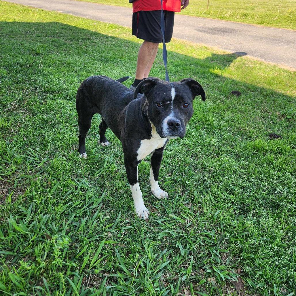 Lucky, a Adoptable mixed breed image 6/6