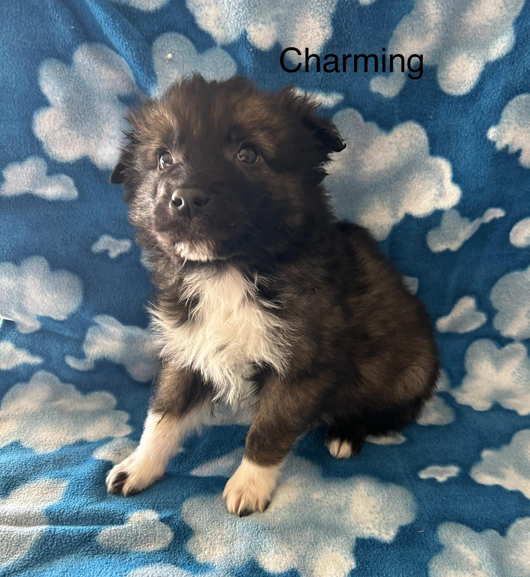 Charming, ADOPTABLE, Young Male Great Pyrenees & Australian Shepherd.