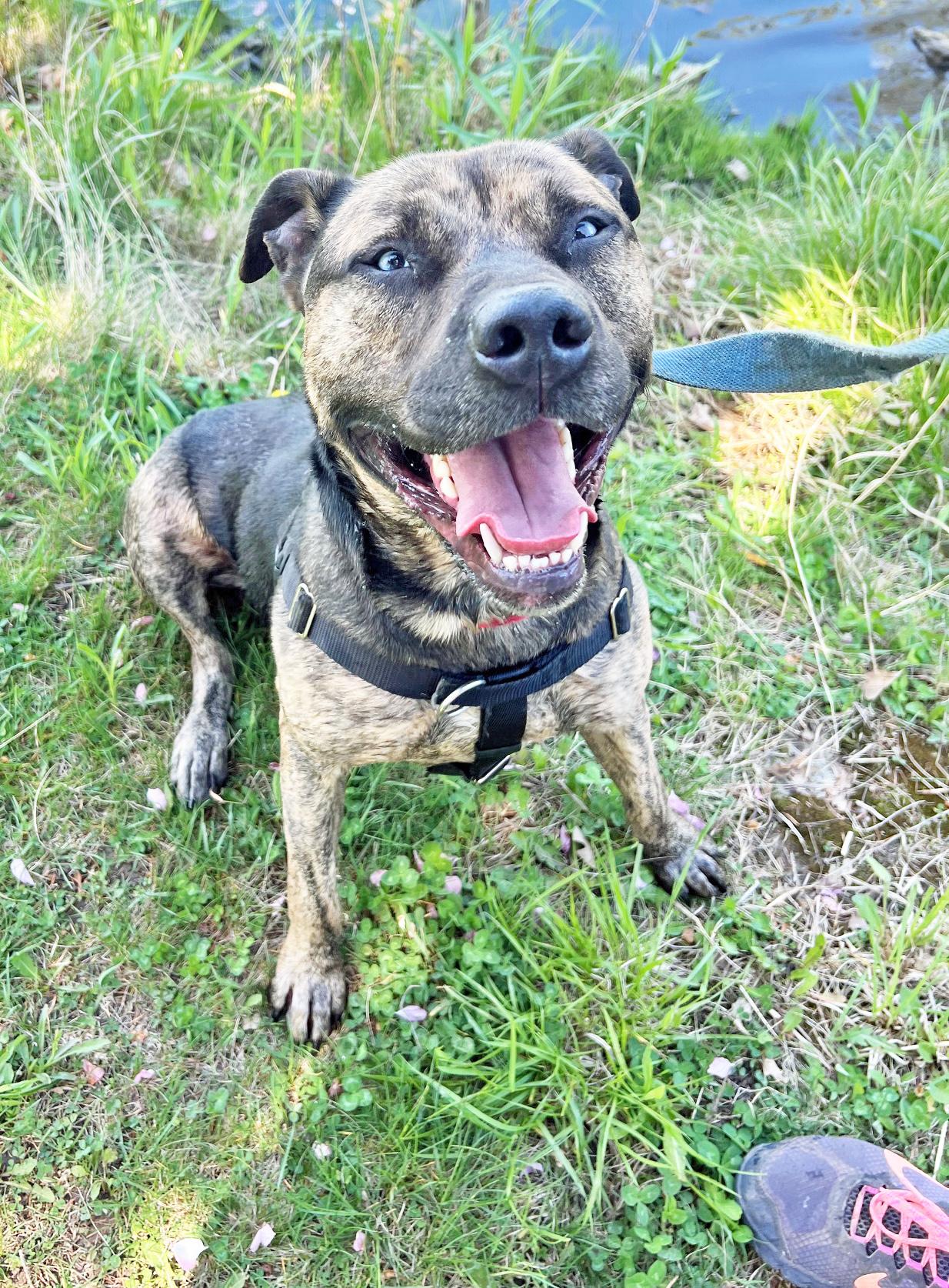 Smokey - fun-loving, handsome guy! 4