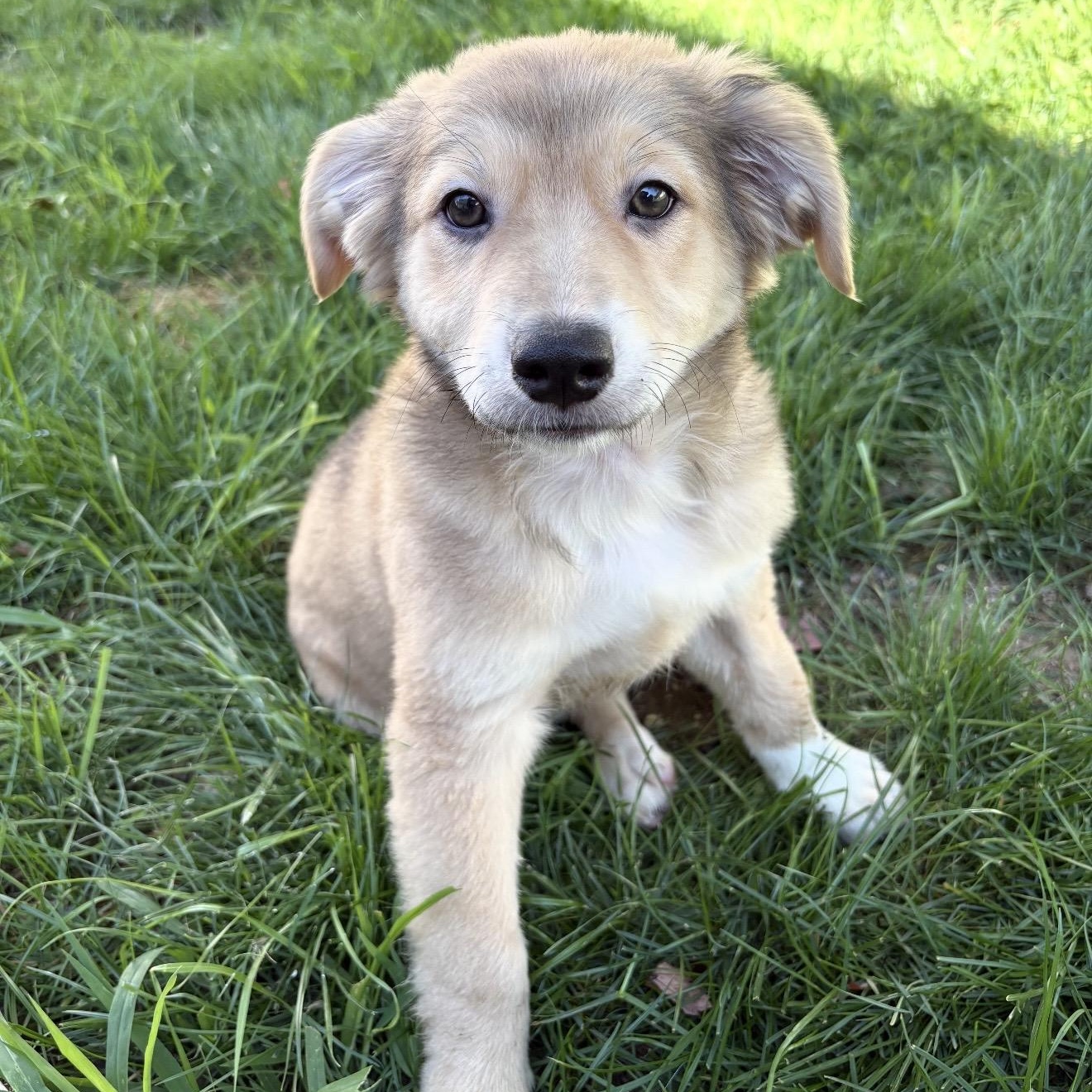 Enlarge Reef, an adopted mixed breed in Pelham, NH image 1/6