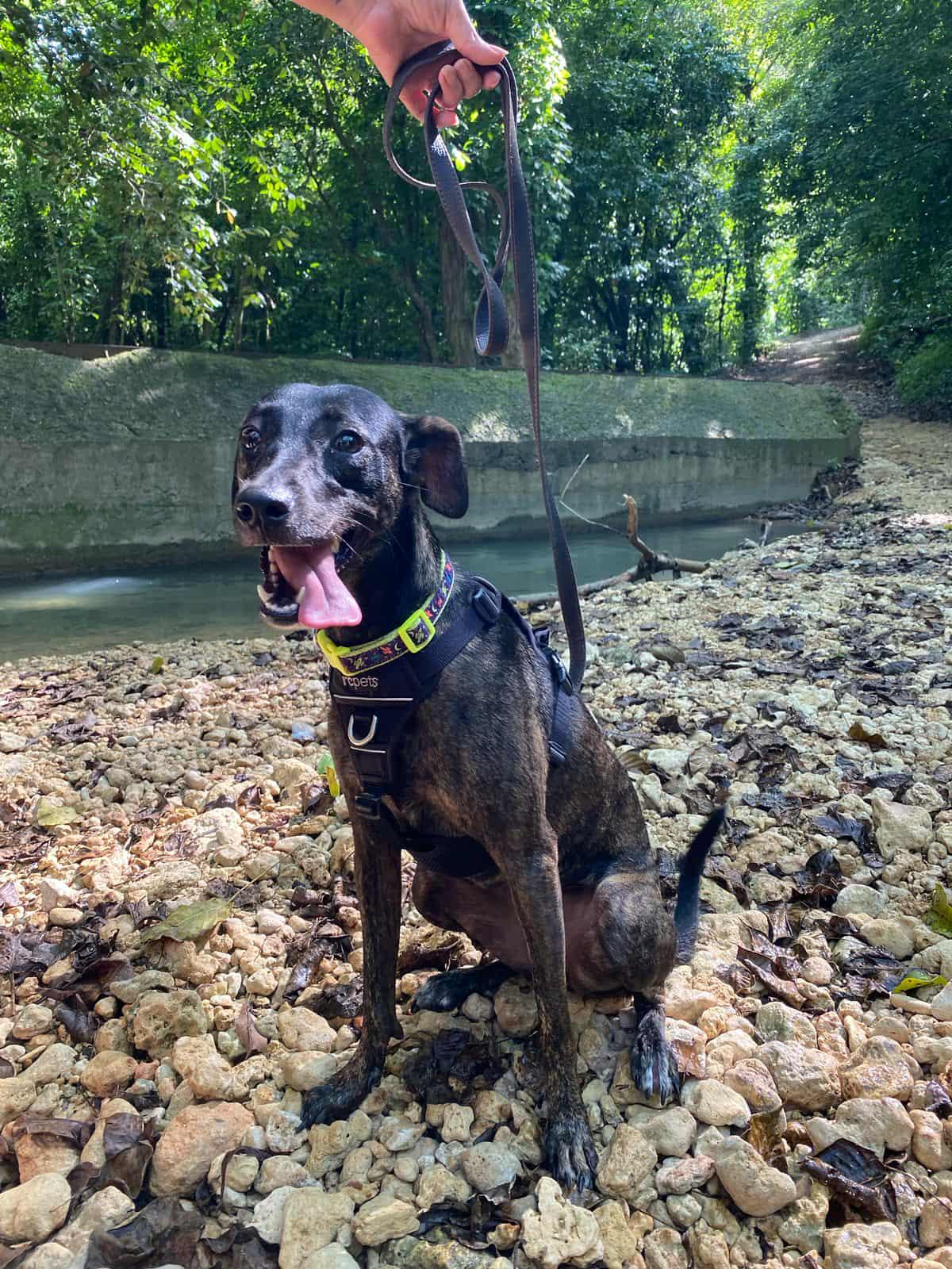 Sasha, Adoptable, Young Female Labrador Retriever.