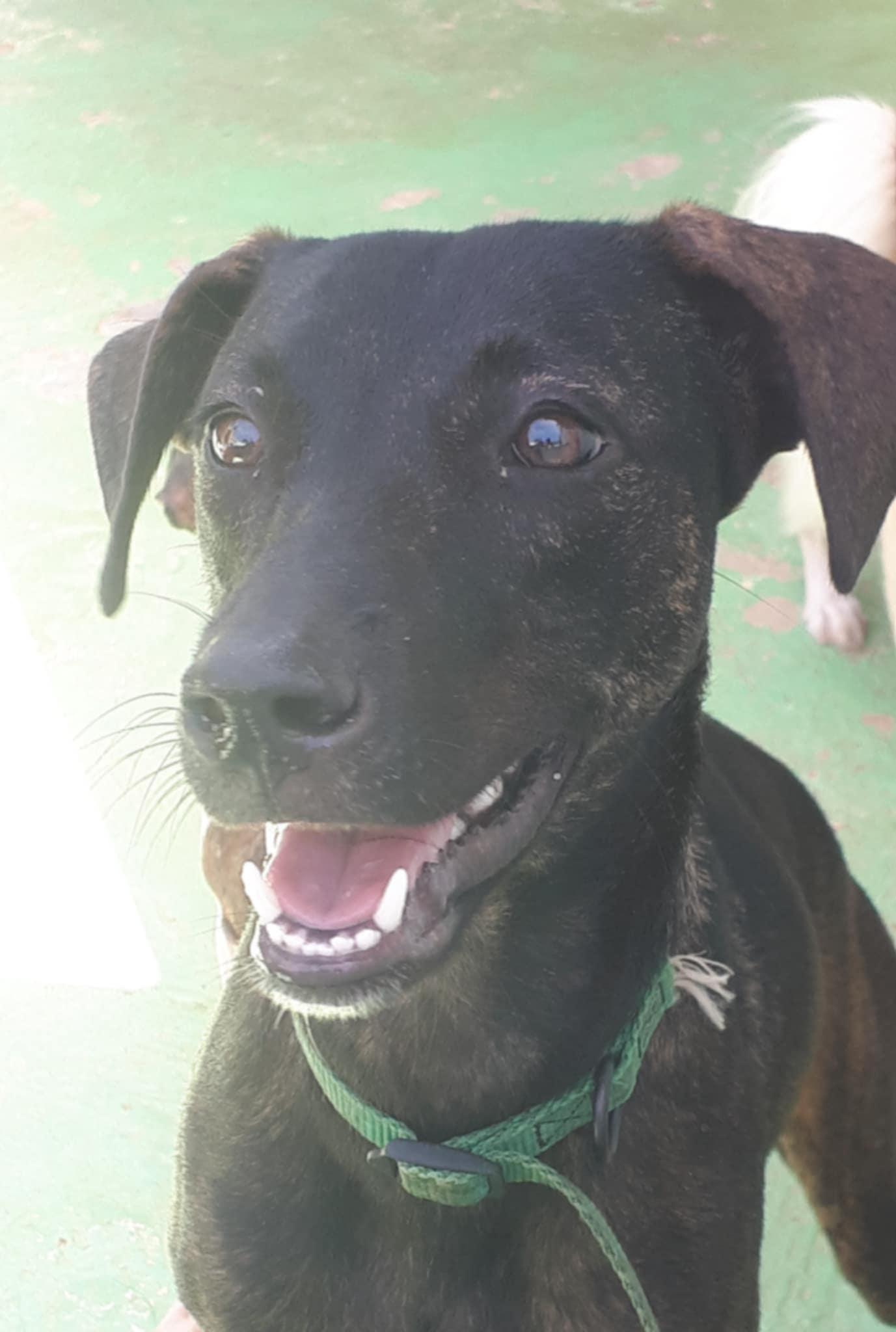 Sasha, a Adoptable mixed breed in Pointe-Claire, QC image 2/5