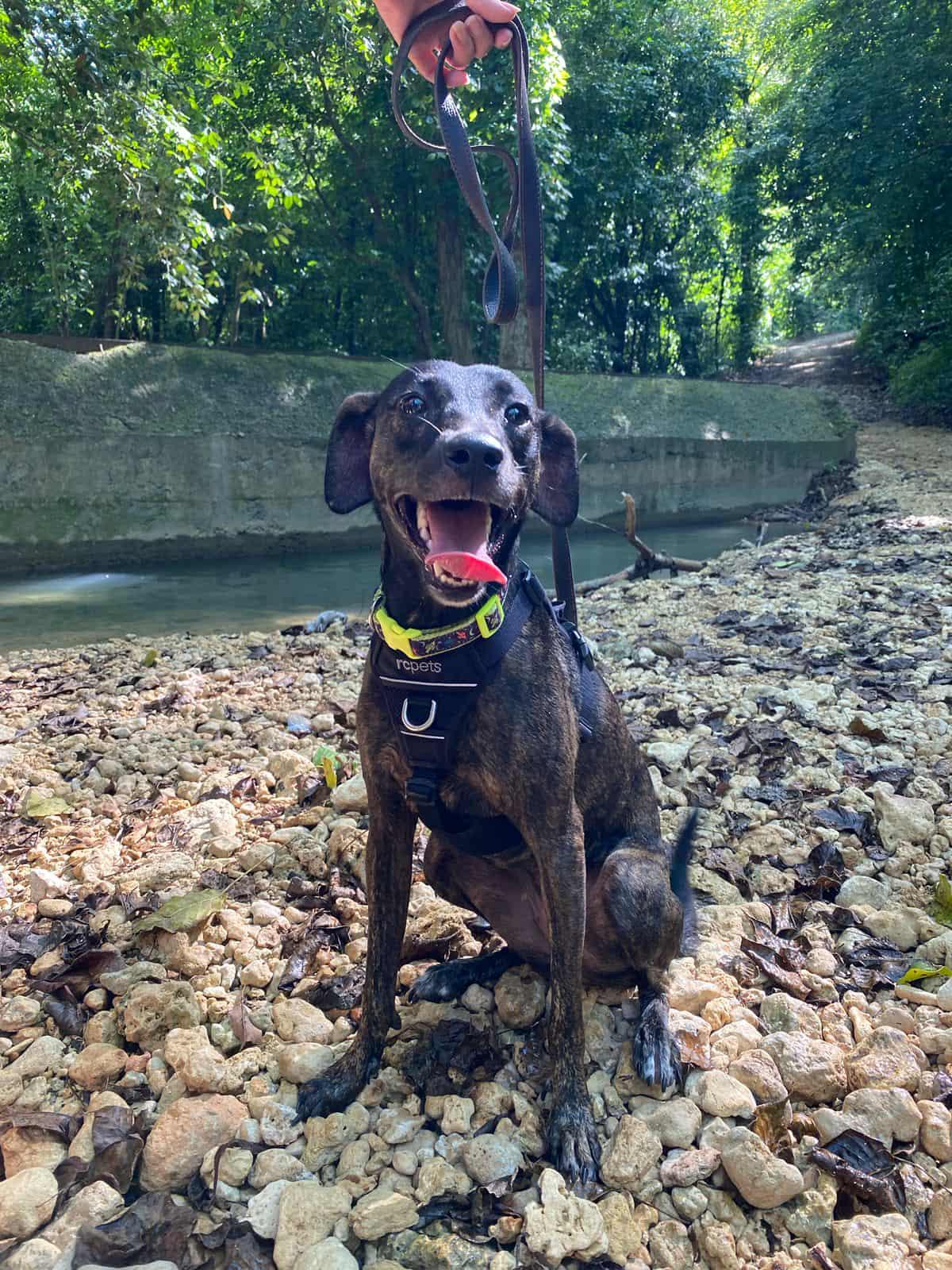 Sasha, a Adoptable mixed breed in Pointe-Claire, QC image 3/5