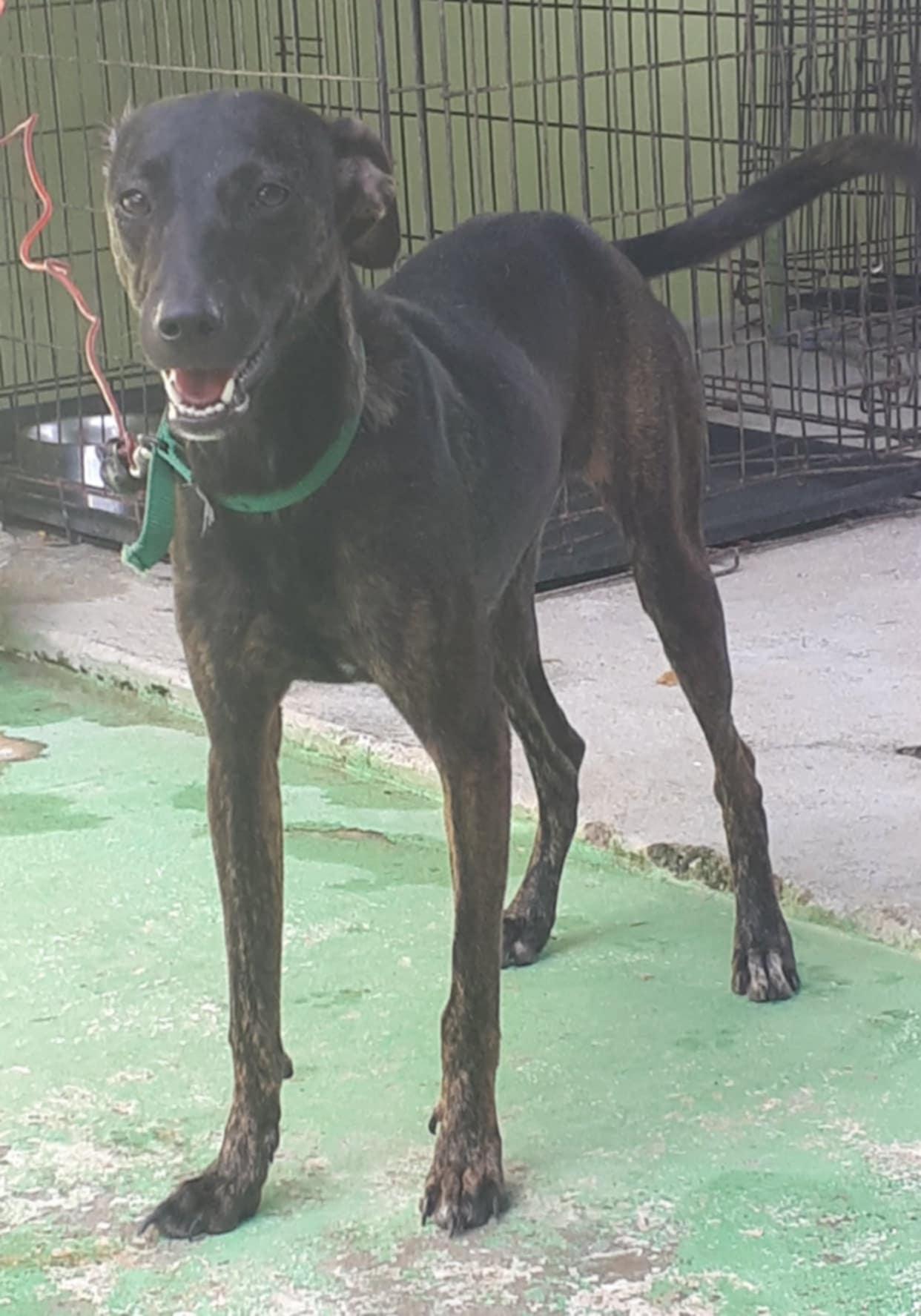 Sasha, a Adoptable mixed breed in Pointe-Claire, QC image 5/5