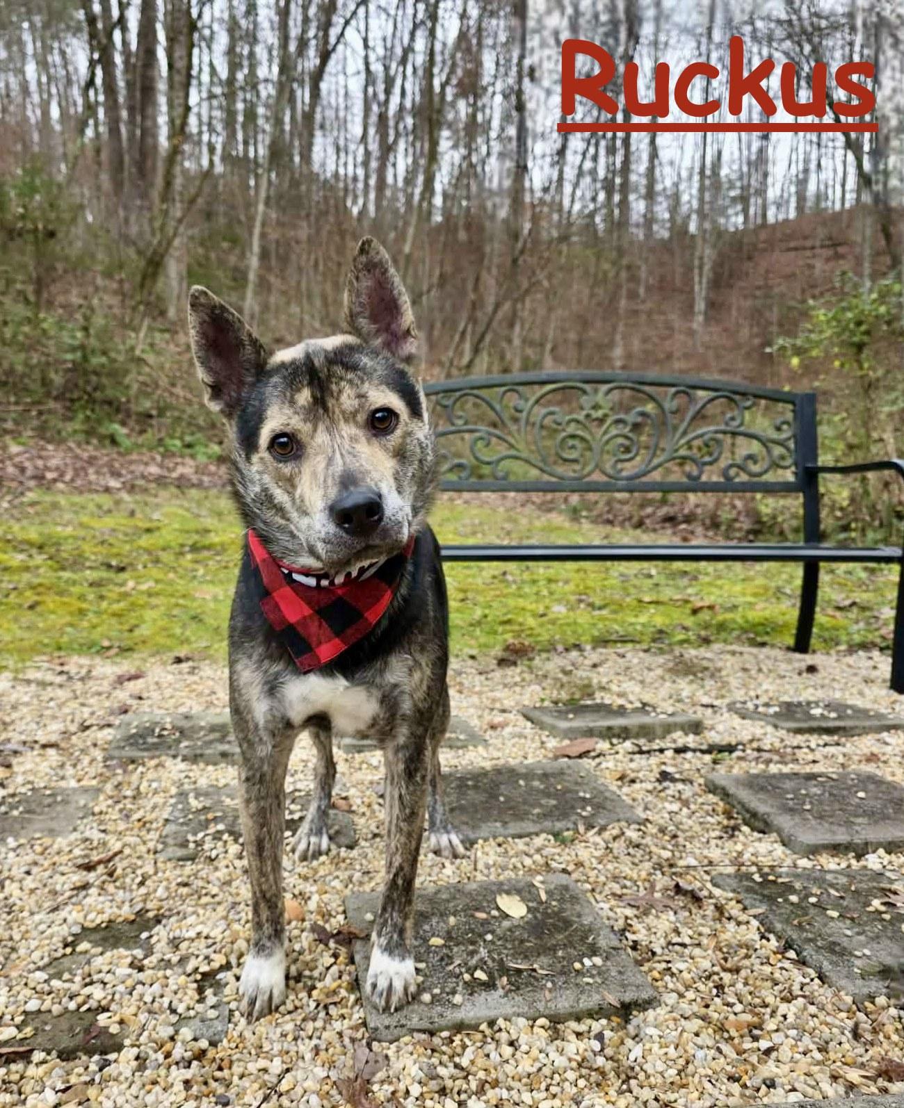 Enlarge Ruckus, a Adoptable mixed breed in Sevierville, TN image 1/5