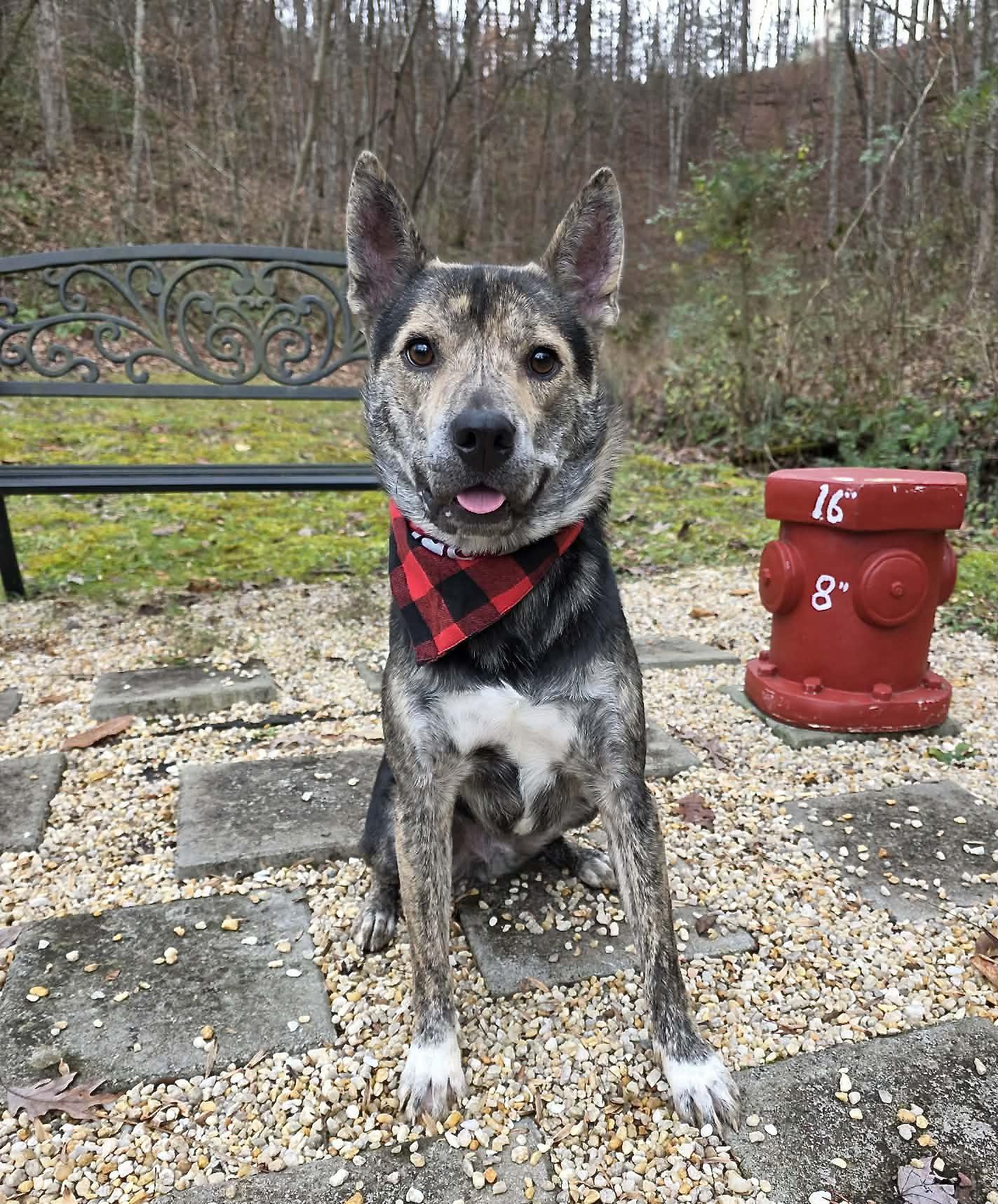 Enlarge Ruckus, a Adoptable mixed breed in Sevierville, TN image 5/5