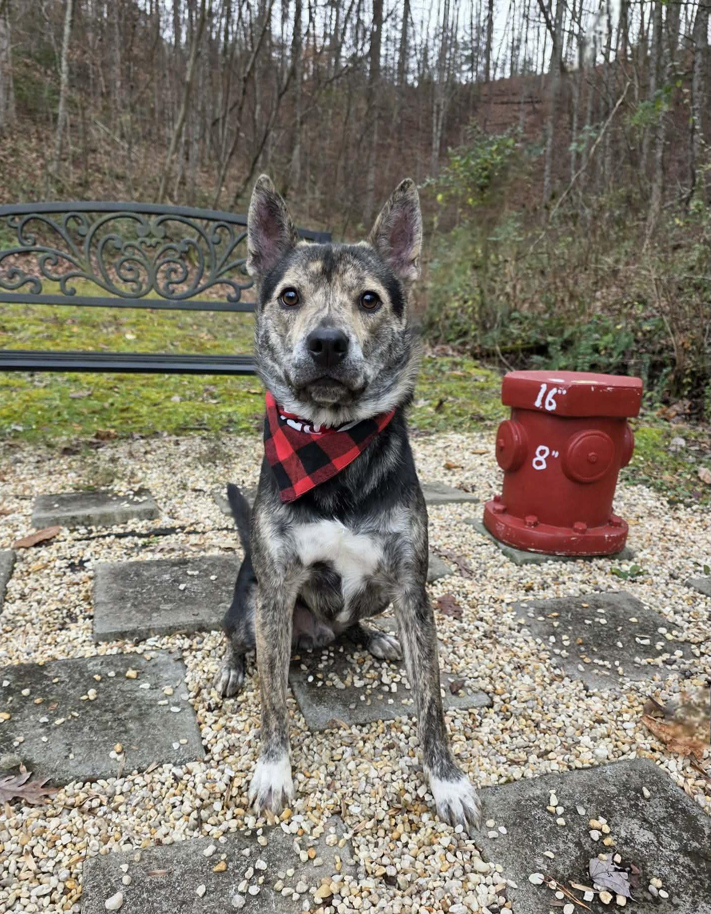 Enlarge Ruckus, a Adoptable mixed breed in Sevierville, TN image 4/5