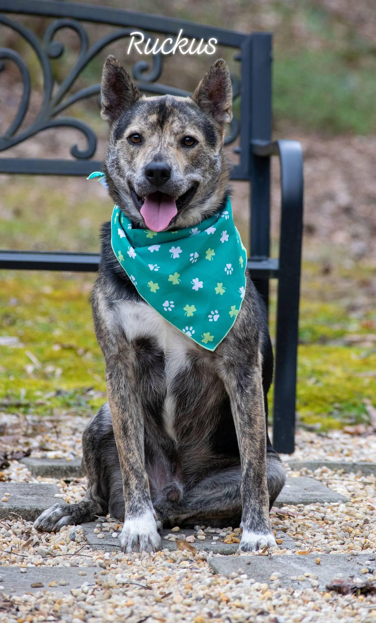 Ruckus, Adoptable, Adult Male Terrier & Australian Cattle Dog / Blue Heeler.