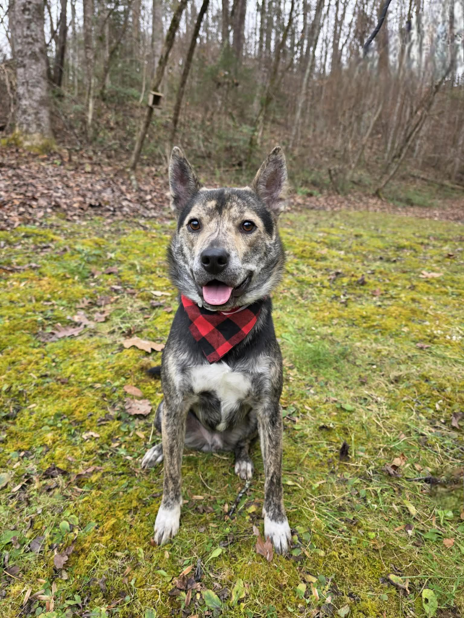 Enlarge Ruckus, a Adoptable mixed breed in Sevierville, TN image 3/5