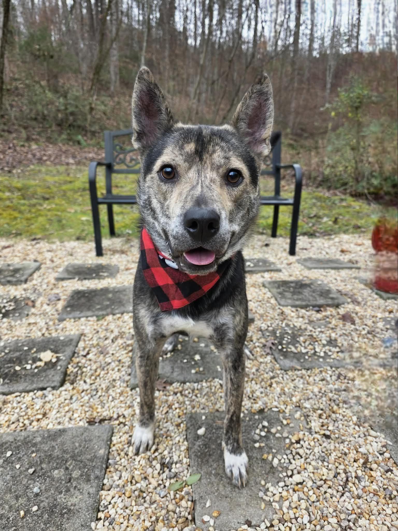 Enlarge Ruckus, a Adoptable mixed breed in Sevierville, TN image 2/5