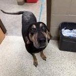 Enlarge Jolene 60146082, a ADOPTABLE Coonhound in Harvey , LA image 2/2