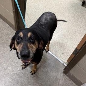 Jolene 60146082, ADOPTABLE, Senior Female Coonhound.
