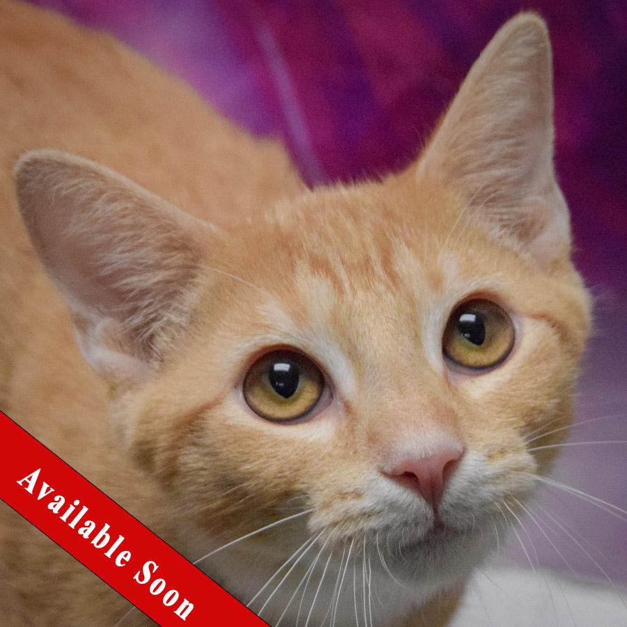 Angelo