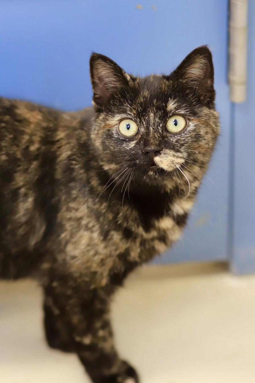 Enlarge Tortoise, a Adoptable Domestic Short Hair in Webster, WI image 1/3