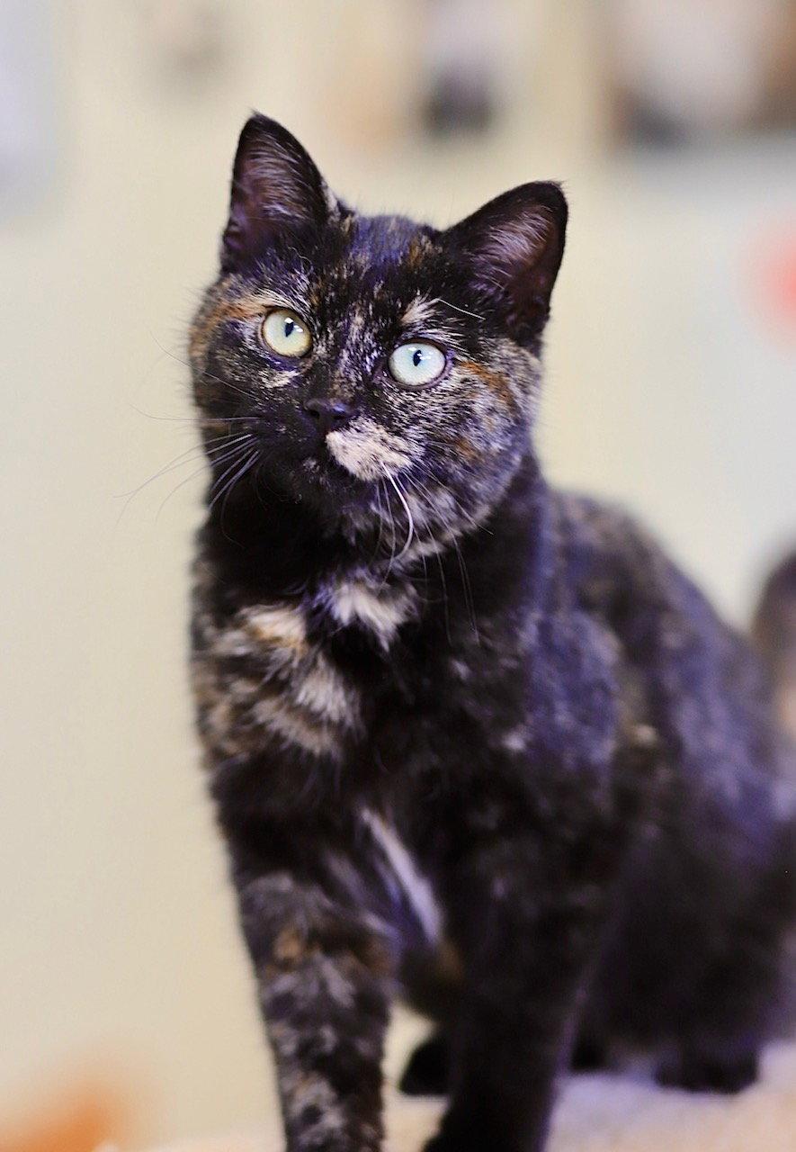 Enlarge Tortoise, a Adoptable Domestic Short Hair in Webster, WI image 2/3