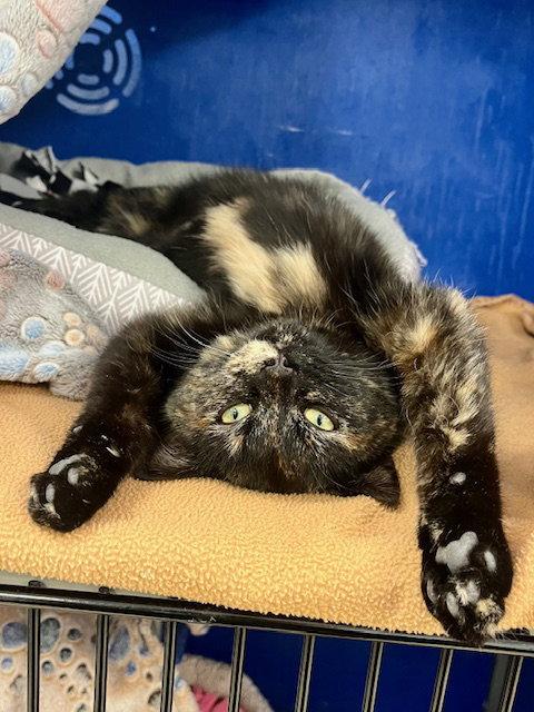 Enlarge Tortoise, a Adoptable Domestic Short Hair in Webster, WI image 3/3