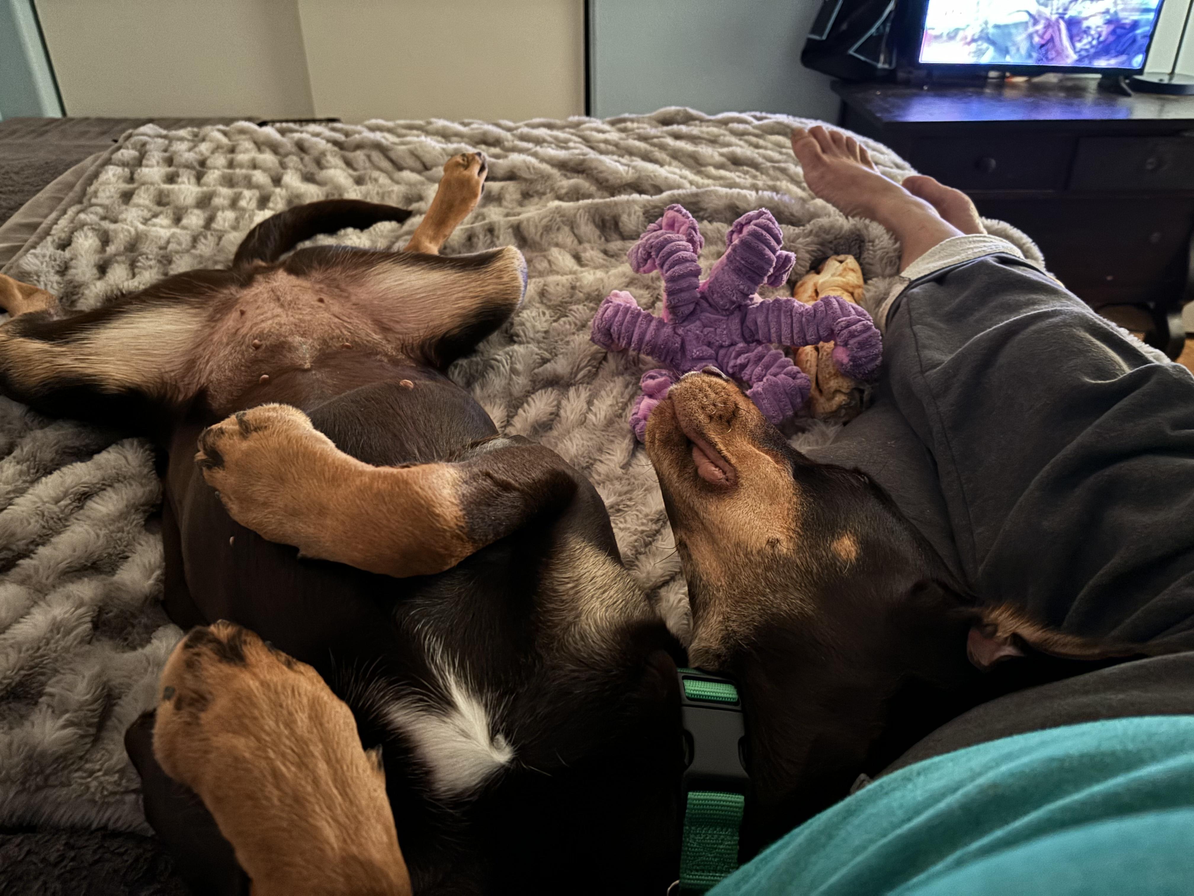 Valentina, Adopted, Young Female Doberman Pinscher.