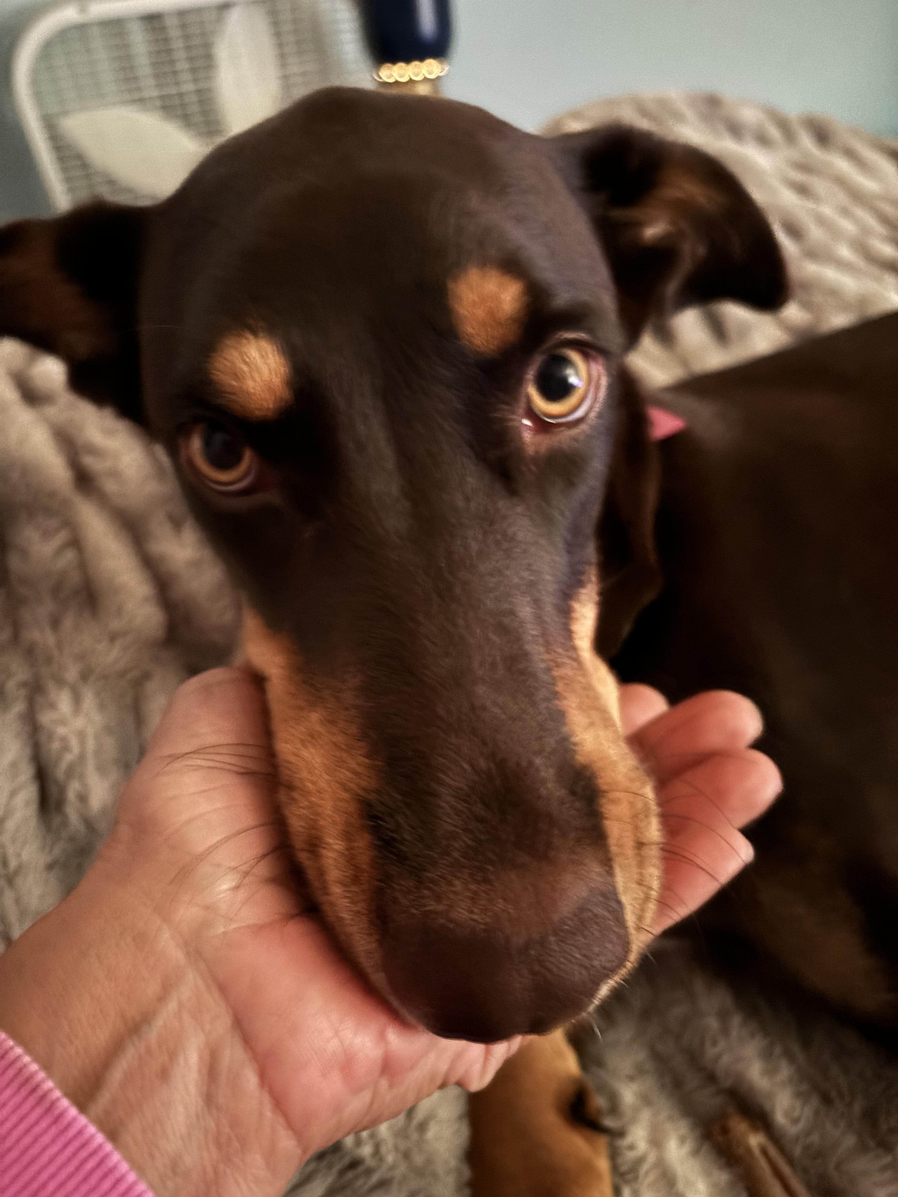 Enlarge Valentina, a Adopted mixed breed in Tehachapi, CA image 2/4