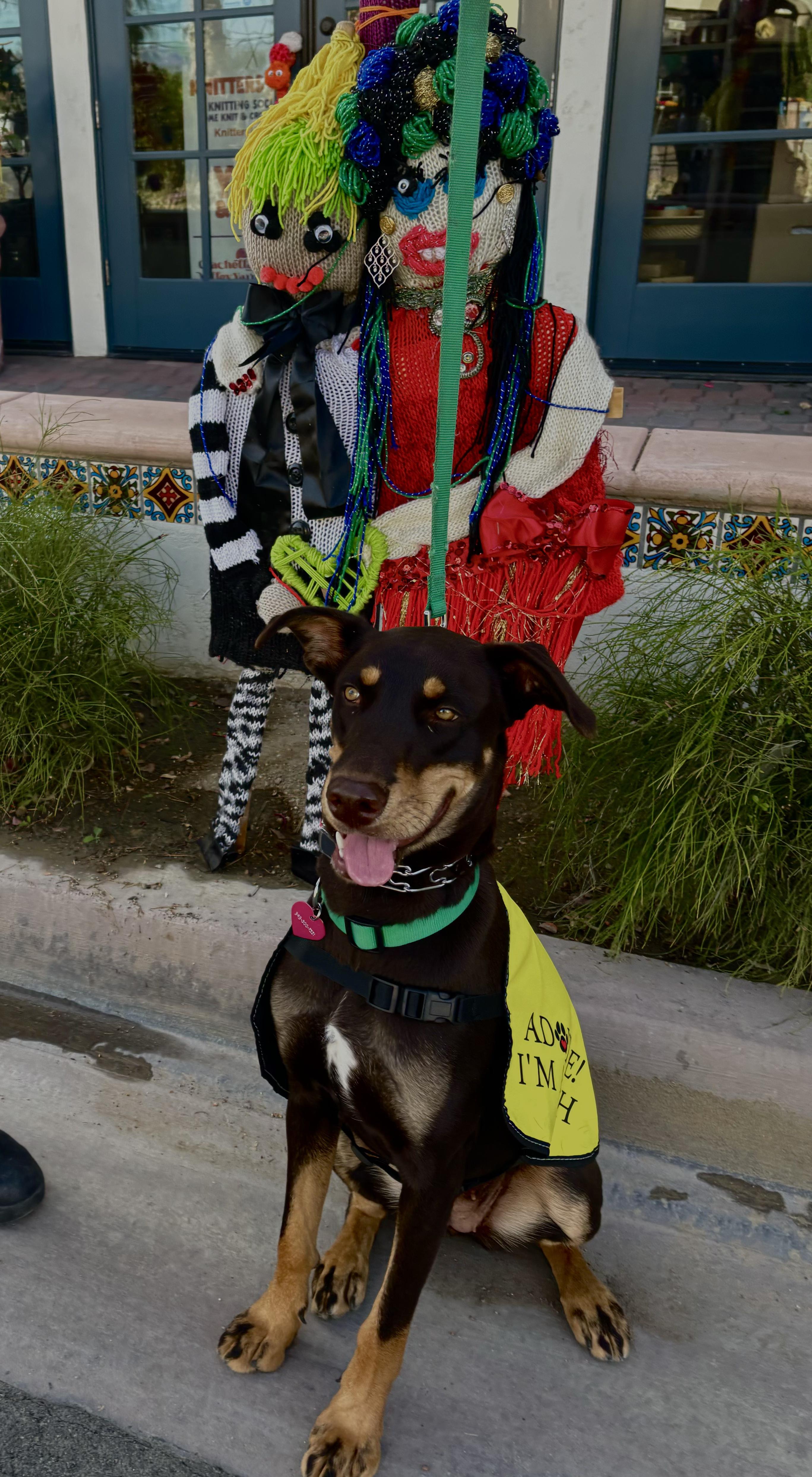 Enlarge Valentina, a Adopted mixed breed in Tehachapi, CA image 3/4