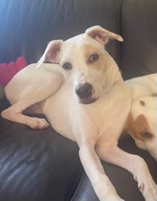 Finn (Bahamian Potcake), Adoptable, Adult Male Labrador Retriever & Hound.