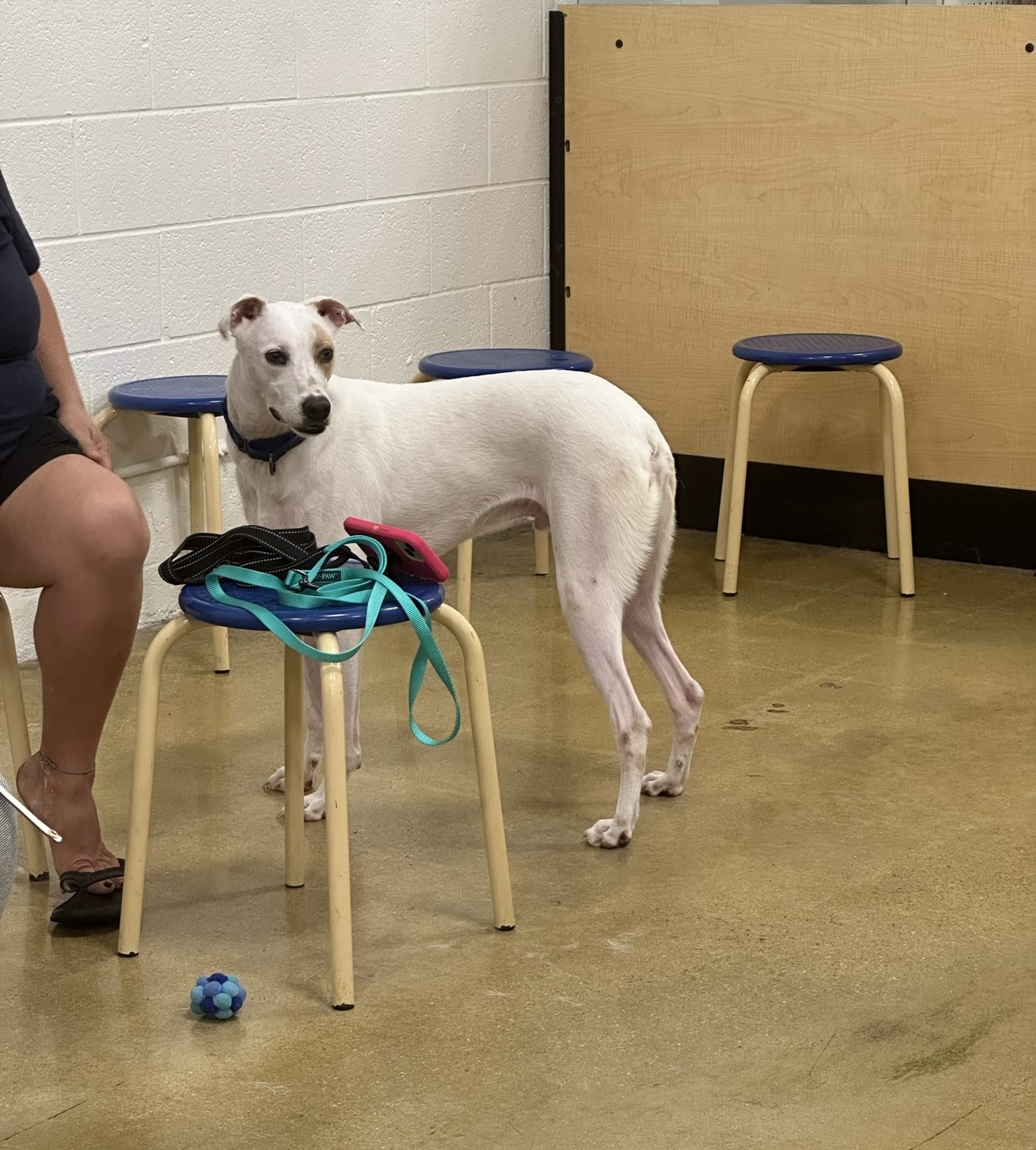 Finn (Bahamian Potcake), Adoptable, Adult Male Labrador Retriever & Hound.