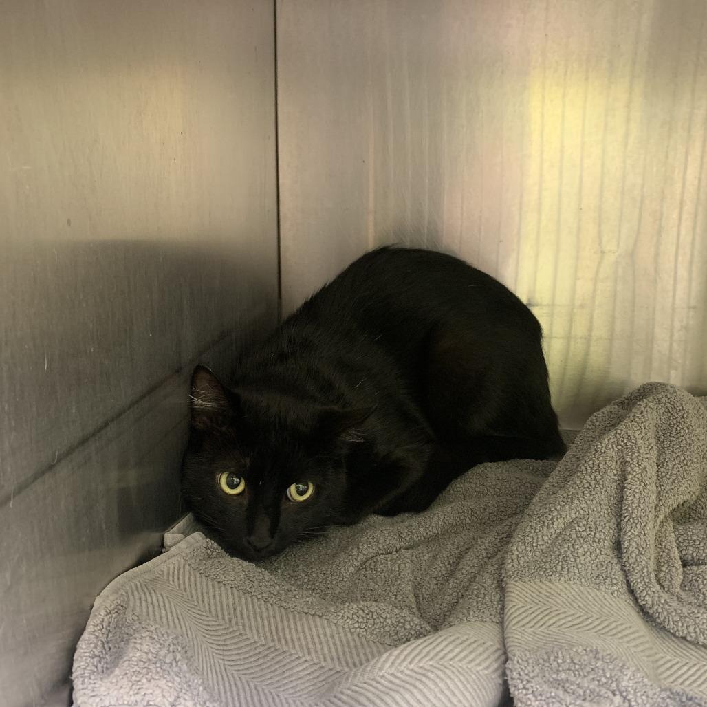 Sidney, Adoptable, Adult Male Domestic Short Hair.