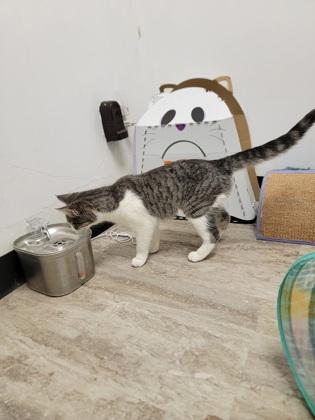 Esther, a Adoptable mixed breed in Fergus Falls, MN image 1/3