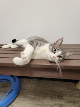 Esther, a Adoptable mixed breed in Fergus Falls, MN image 2/3