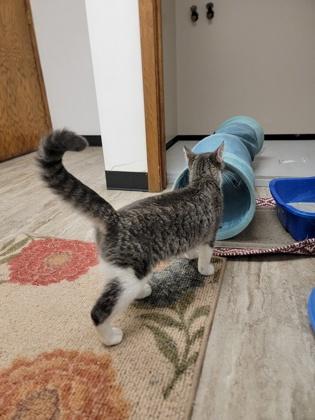 Esther, a Adoptable mixed breed in Fergus Falls, MN image 3/3