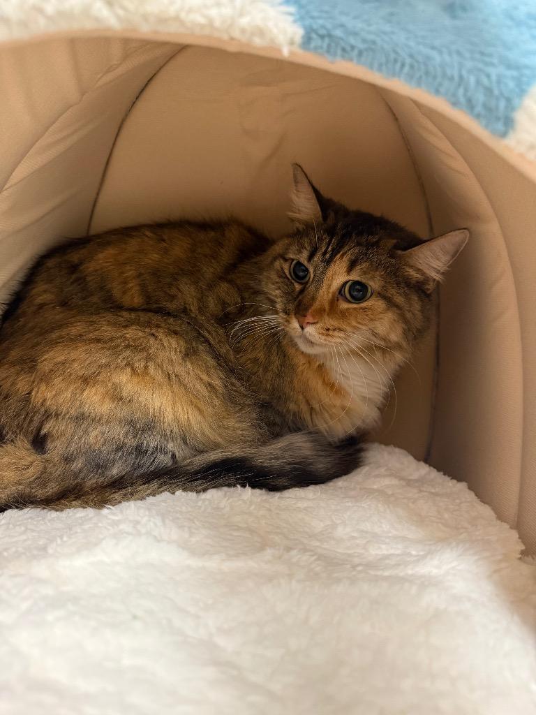 Callie, Adoptable, Adult Female Domestic Long Hair.