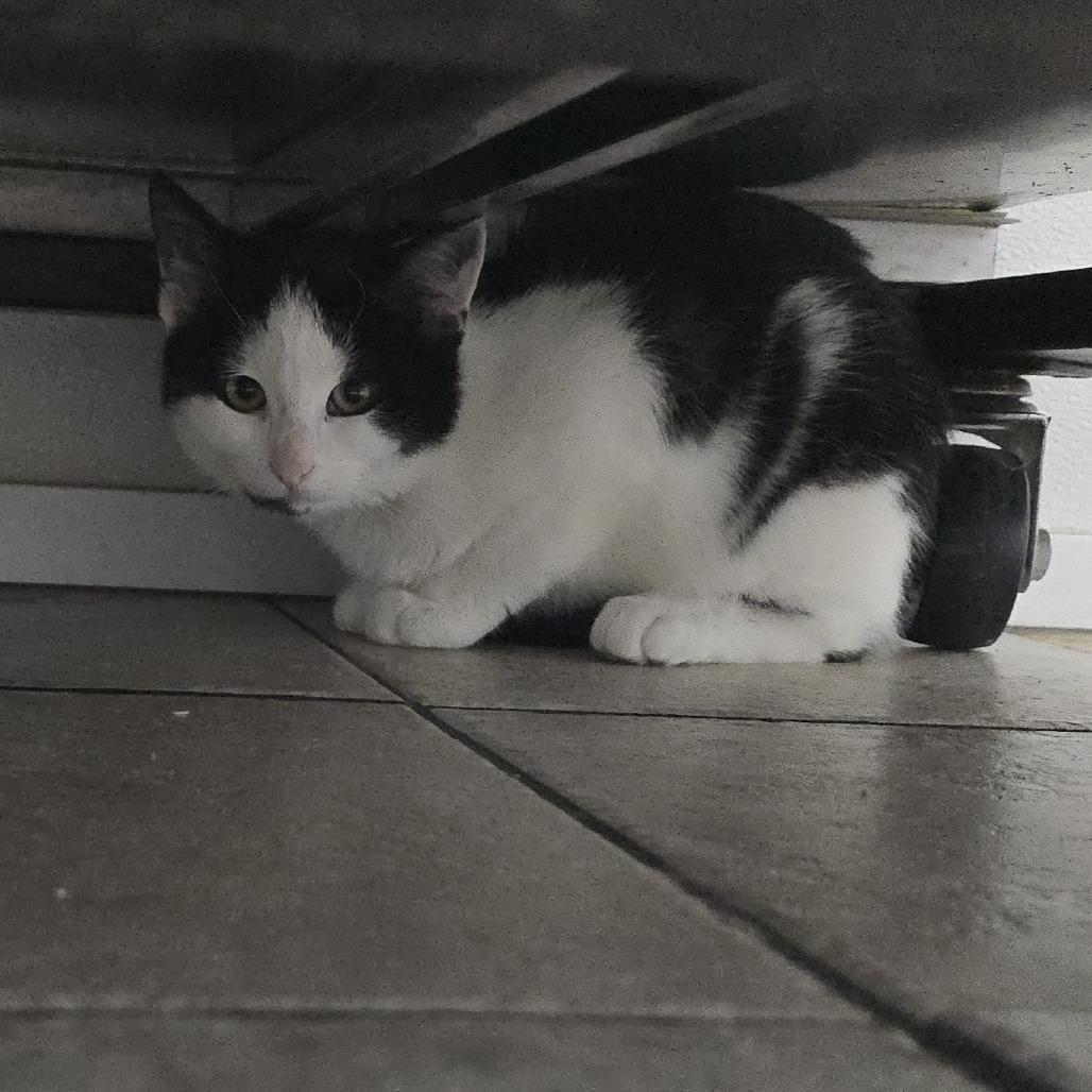 Confuzzle 25-1689, Adoptable, Kitten Male Domestic Short Hair.