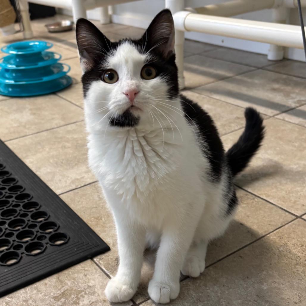 Enlarge Confuzzle 25-1689, a Adoptable Domestic Short Hair in Yanceyville, NC image 3/4