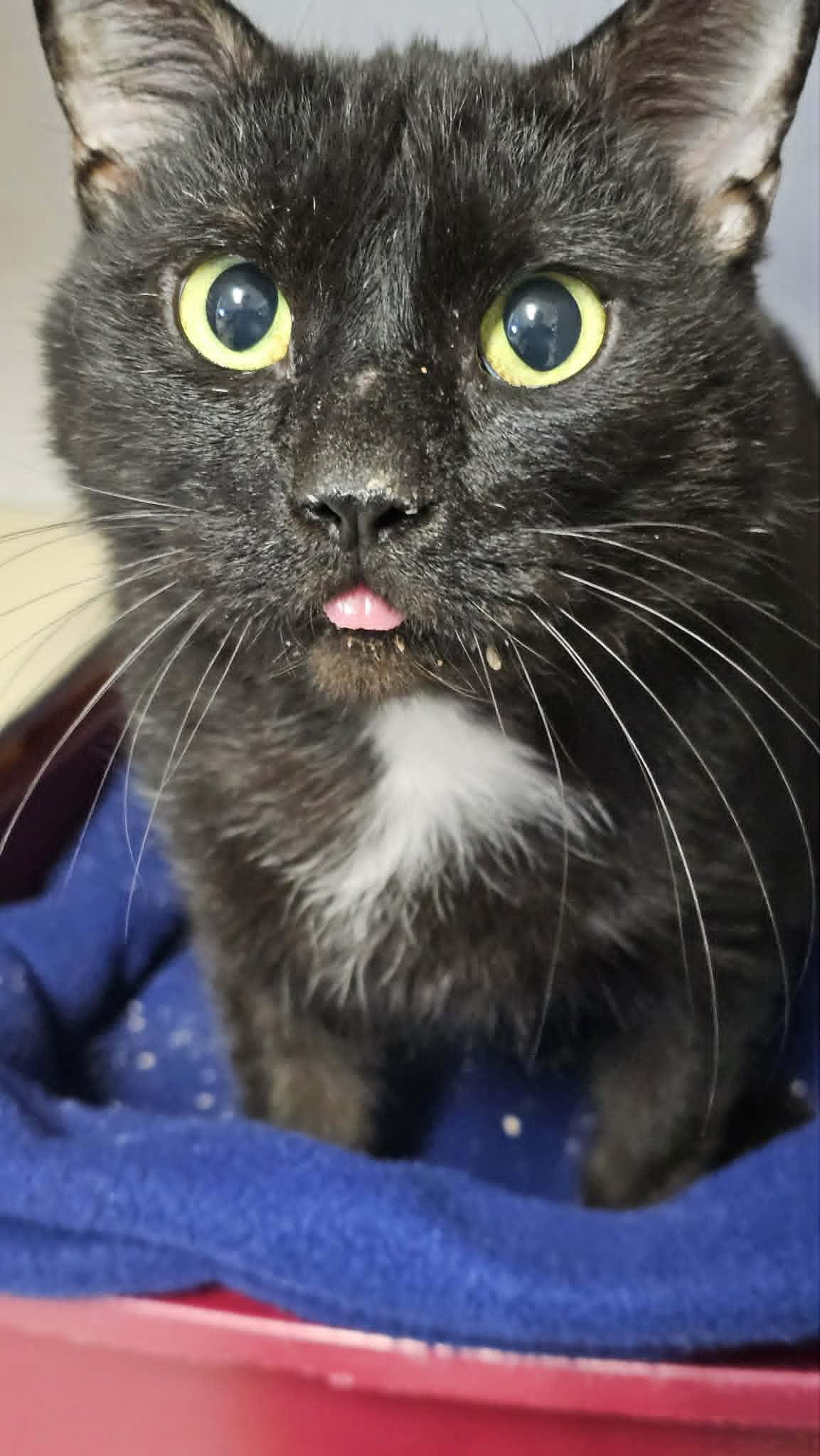 Enlarge Mr. Whiskers, a ADOPTABLE American Shorthair in St. Maries, ID image 1/1