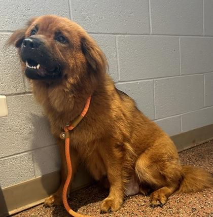 Nala, Adoptable, Adult Female Chow Chow & Mixed Breed.