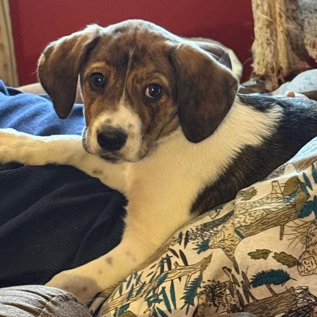 Enlarge Tom, a Adoptable mixed breed in St. Charles, IL image 2/6