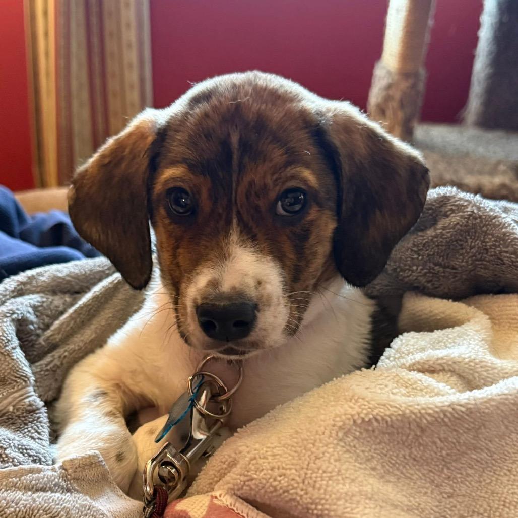 Enlarge Tom, a Adoptable mixed breed in St. Charles, IL image 3/6