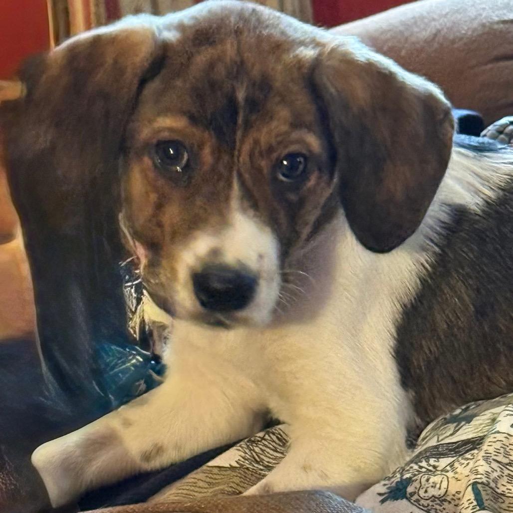 Enlarge Tom, a Adoptable mixed breed in St. Charles, IL image 5/6